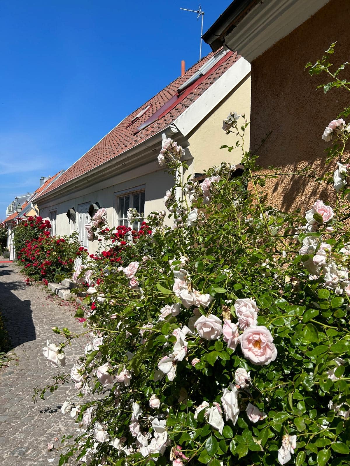 blue and brown steel bridge