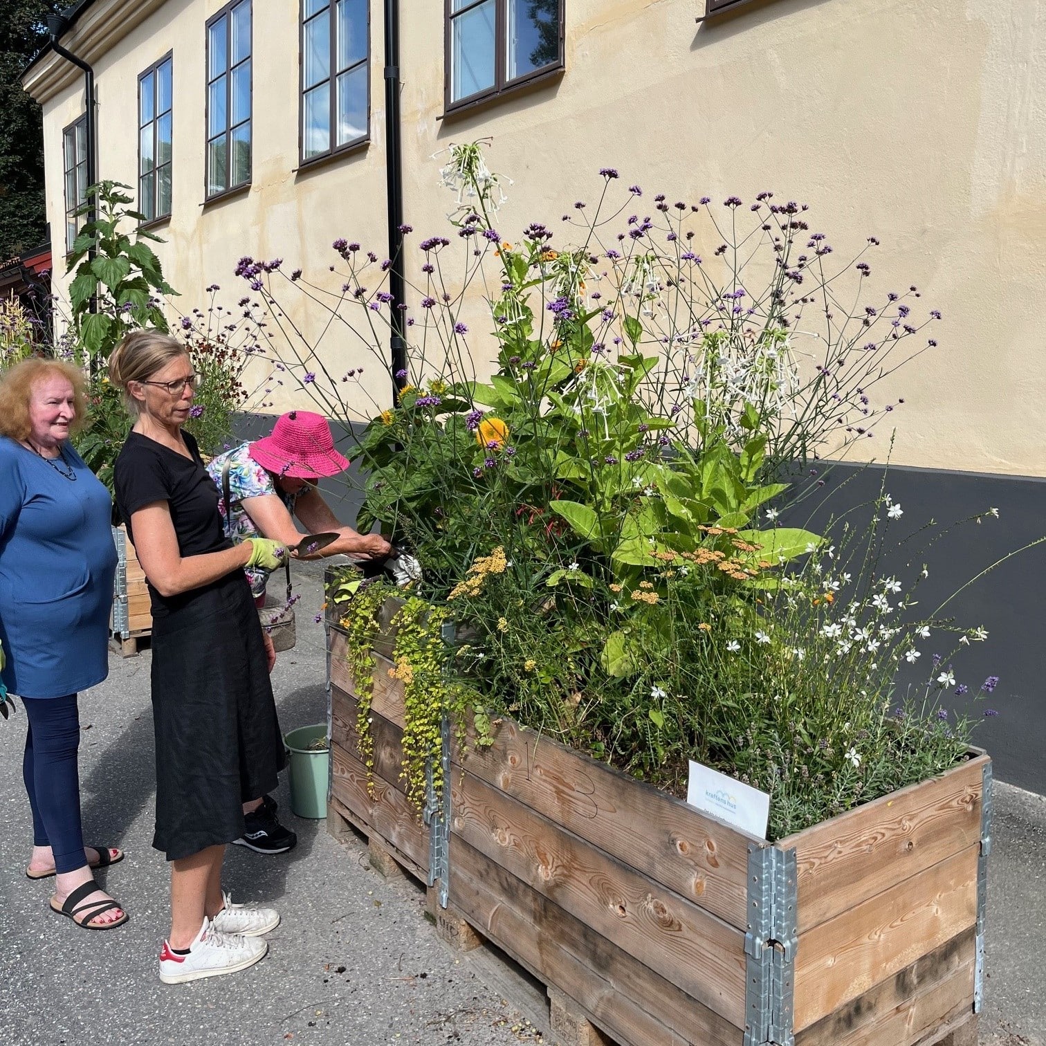 Kropp och knopp