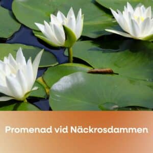 Bild för Promenera vid Näckrosdammen