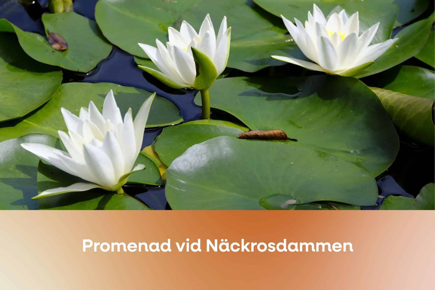 Bild för Promenera vid Näckrosdammen